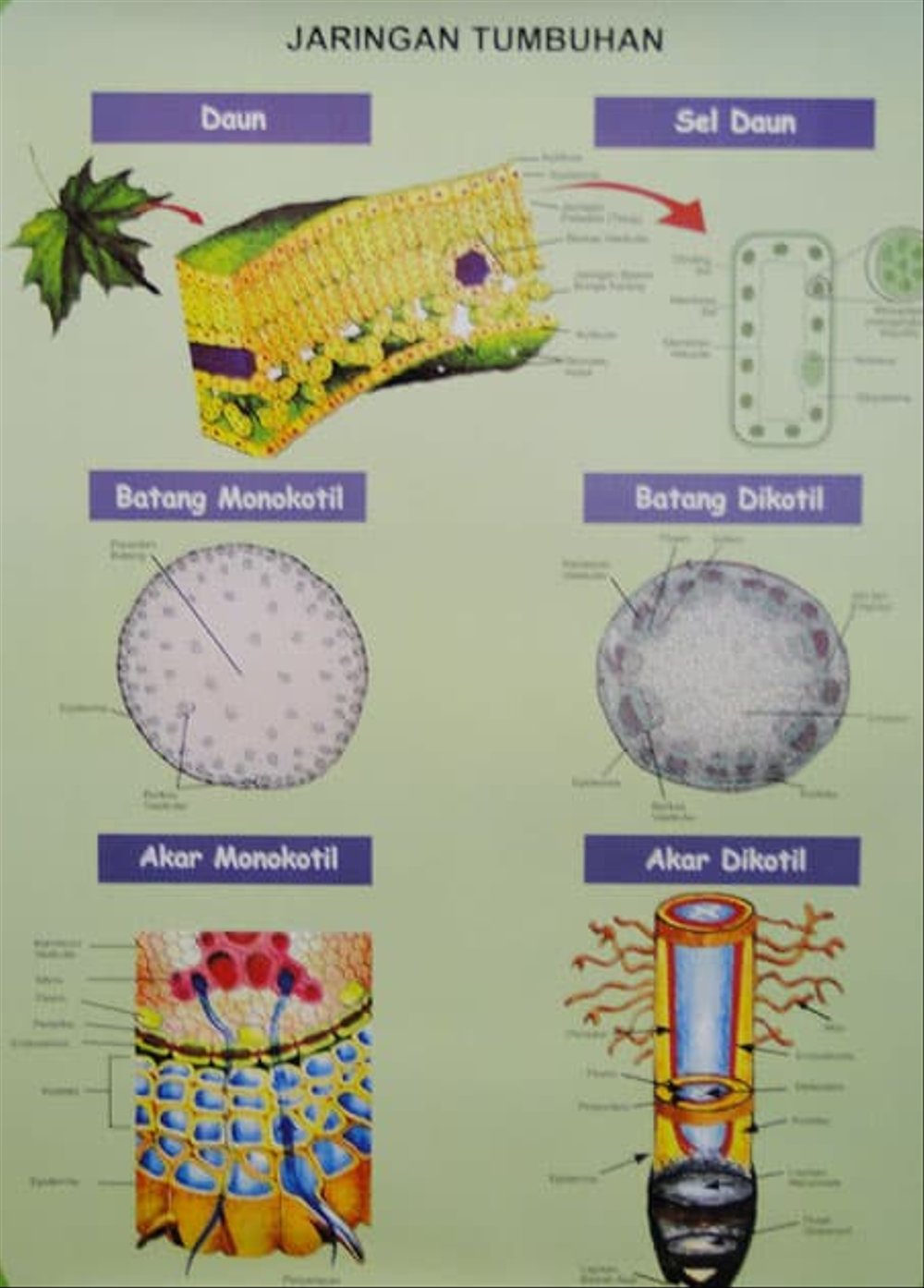 Jual Alat Peraga Sekolah Carta Jaringan Tumbuhan Dari